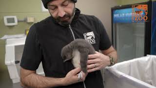 Little Penguin Chick Named Cup O Joe Burrow - Cincinnati Zoo