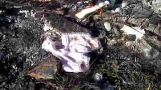 Pink Panties thrown on a bonfire