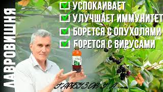 Борется с Вирусами. Опухолями. Лавровишня.