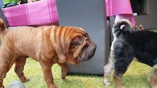 This is Bella our new member of our sharpei family