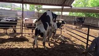 İneklerde üreme eğitsel video