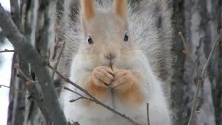 Белки. Свежая подборка / Squirrels. Fresh selection