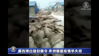 广西博白发封锁令 非洲猪瘟疫情早失控【中国禁闻】