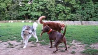 Elsie at Dog Park - Pitbull vs Wolf - lol