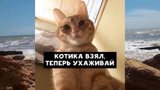 С добрым утром от кота, котика, котишки, котище, котяры, собаки бешеной))) Good morning from the cat