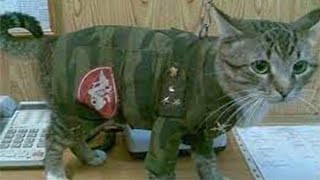 КОТАЛИЗАЦИЯ! ПРИКОЛЫ ПРО КОТОВ