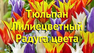 Тюльпан лилиецветный Балерина. Краткий обзор, описание характеристик Радуга цвета