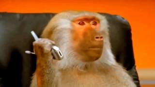 ШОК!!! Обезьяны поют и танцуют!!!! Прикол!!!!!!!!!!!!