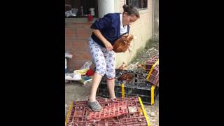 Planta procesadora de gallinas criollas
