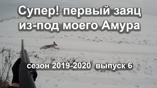 Супер! первый заяц из-под моего Амура
