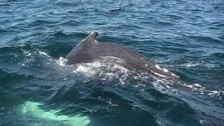Ocean State Outfitters in some whales Video!!