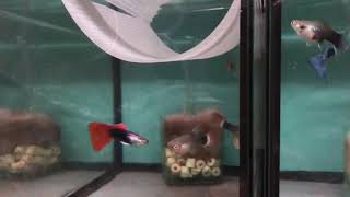 Championship Show Guppies featuring my HB Reds
