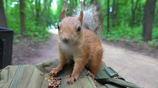 Яжемать забежала перекусить / Squirrel Yazhemat ran to have a snack
