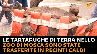 Le tartarughe di terra nello zoo di Mosca sono state trasferite in recinti caldi