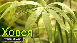Пальма комнатная / Как ухаживать за пальмой Ховея?