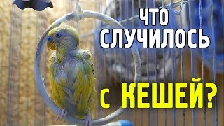 ВОЛНИСТЫЙ ПОПУГАЙ ЗАБОЛЕЛ! КЛЕЩИ У ПОПУГАЕВ! ЛЕЧЕНИЕ И ПРОФИЛАКТИКА!