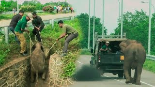 Elephant mother doesn't give up on her baby as humans approach