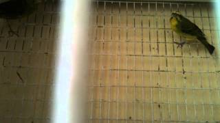 serin du mozambique