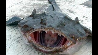 МЯГКИЙ МОРСКОЙ БЫЧОК.ЧТО ВНУТРИ РЫБЫ.ОСТОРОЖНО 16+