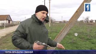 В Одеській області - спалах африканської чуми свиней