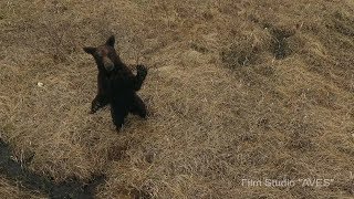 Медведь и вороны - Заповедник "Курильский" | Film Studio Aves