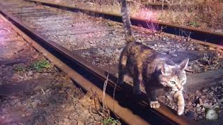Видео до слёз?/ самое грустное видео про кота?/ стих