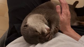 カワウソさくら お腹ぽんぽこりんカワウソ otter that feels good on the belly