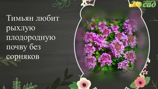 Посадка тимьяна - как правильно посадить тимьян (чабрец)