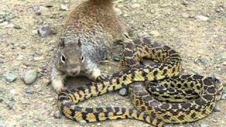 Bull Snake Against Squirrel