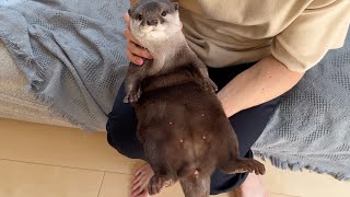 突撃しに来た赤ちゃんにプニプニなカワウソを触らせてあげた I let the baby who came to assault me touch the pudgy otter.