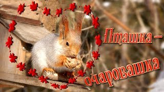 Белки в парке. Здравствуй, март-чародей!  Съёмка 02.03.2019.