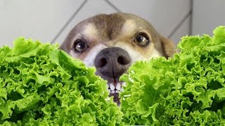 Jantando com Neno. O cão Alfaçofóbico!