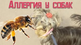 Аллергия у собак