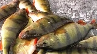 Ловля окуня на мормышку по последнему льду