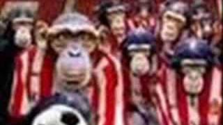 i could have been born a mackem