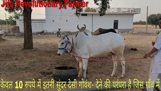 Desi cow Heifer sold @ 10 Rs only, Mother Cow Milk Yield 18 litre @ Rewari Haryana ?.