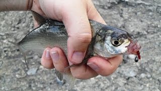 Белая рыба на наноджиг (Мормышинг), целенаправленно.
