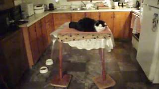 Raccoons Dining Room Part Two