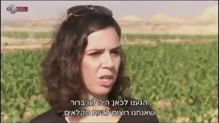 מאבקם של חקלאי הערבה לגידול קנאביס רפואי