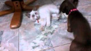 Little puppy duchshund vs little kitty (Extreme violence)