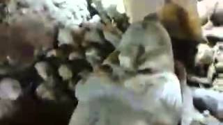 Раскопки в египте, клад, видео которого нет пока ни где.