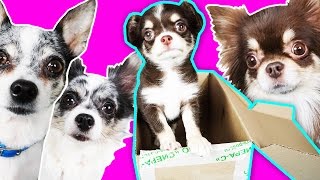 УСЫНОВИЛИ РЕБЕНКА? Magic Pets