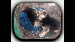 Он охранял убитую сестру три дня. Собачья верность.