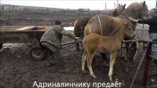 Норовистую кобылу запрягают в воз.Skittish mare harnessed