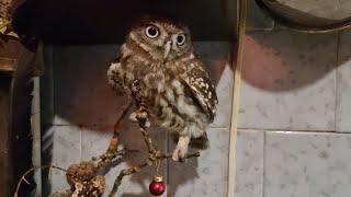 Смех на палке. Сучик Лучик грызёт сучок, на котором сидит