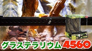 クレステッドゲッコー 飼育#11【でかいケージに引っ越す】