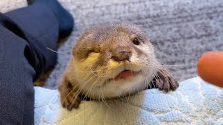 カワウソは人の言葉をどれだけ理解できるのか？How well can otters understand human language?