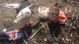 Preveli beach - geese thieves