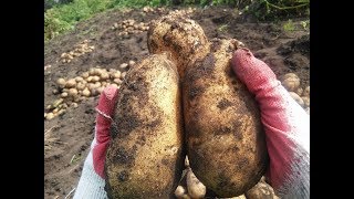 Супер урожайные сорта картошки Результаты