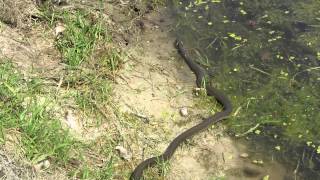Очень длинный уж.  Snake